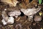 Boletopsis subsquamosa: Boletopsis leucomelaena - fungi species list A Z